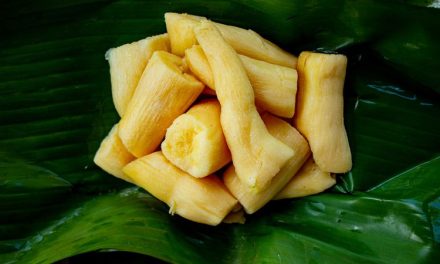 Tape Ubi, Kuliner Fermentasi Ubi Yang Penuh Kejutan Rasa