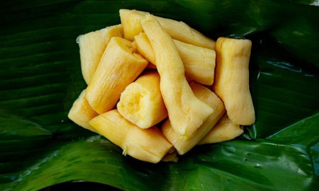 Tape Ubi, Kuliner Fermentasi Ubi Yang Penuh Kejutan Rasa
